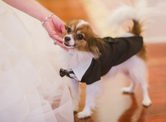 wedding puppy